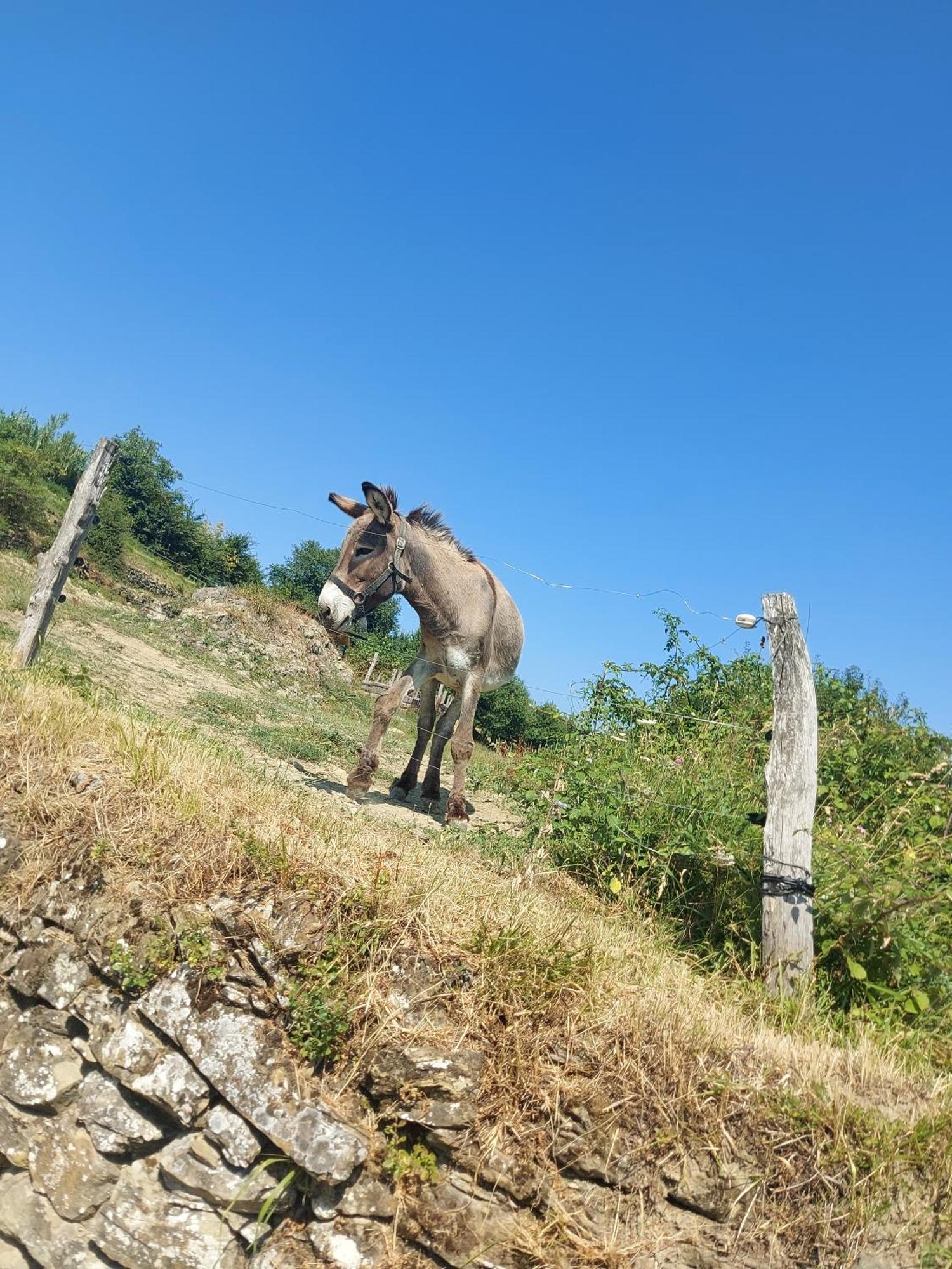 Bitini Farm Apartment Gračišče المظهر الخارجي الصورة